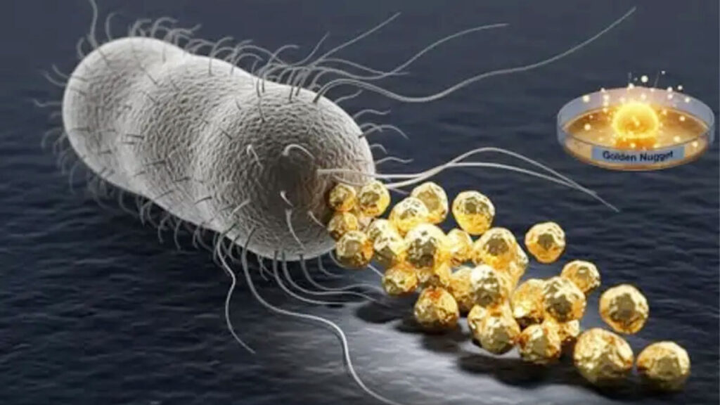 ব্যাকটেরিয়ার মল থেকে মেলে খাঁটি সোনা