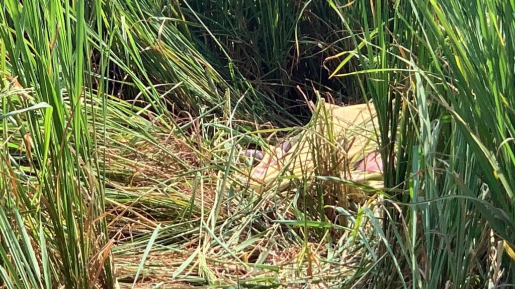 ধানখেতে অজ্ঞাত নারীর লাশ উদ্ধার,ধর্ষণ-হত্যার সন্দেহ বিরাজমান