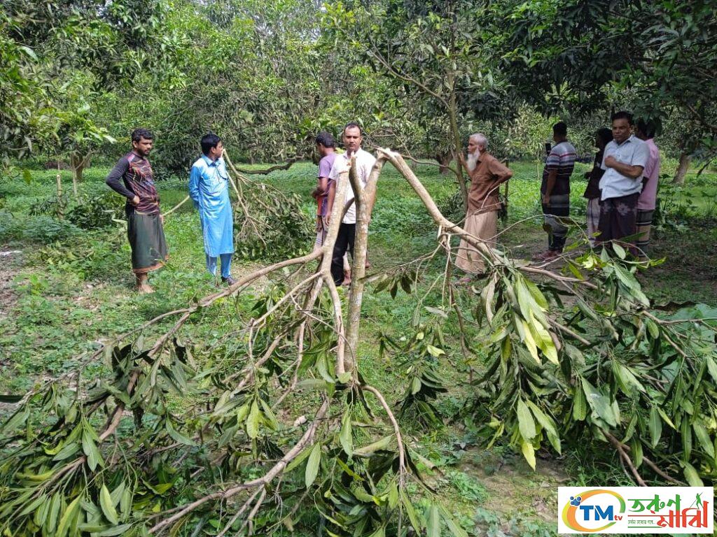 রাতের আঁধারে আম গাছ কেটে ফেললো দুর্বৃত্তরা