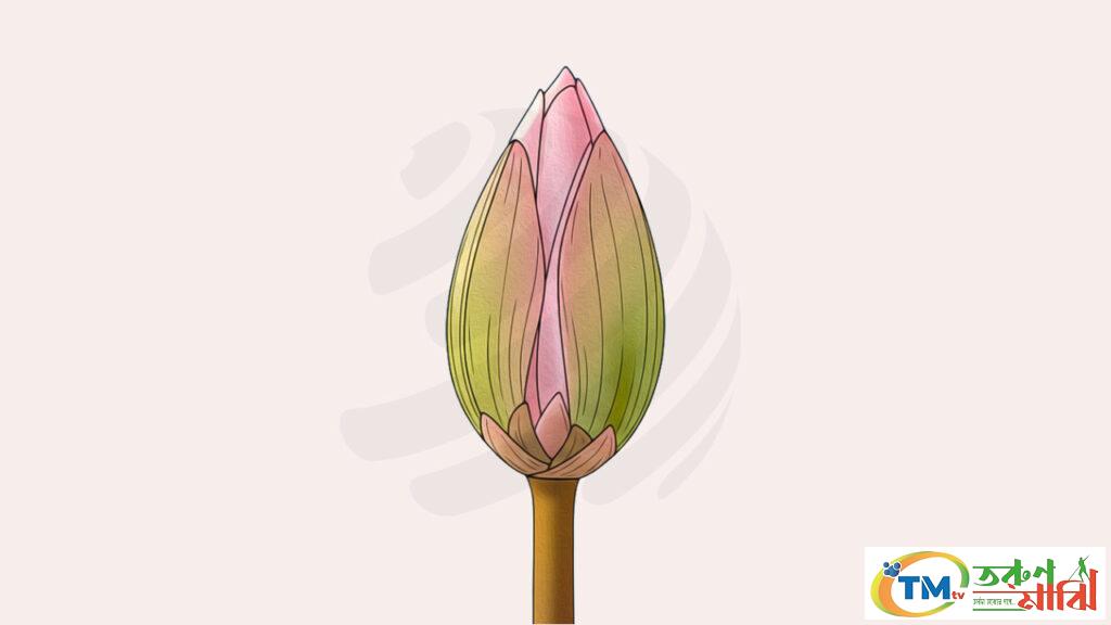 ইসির প্রতীক তালিকায় ‘শাপলা কলি’, গেজেট প্রকাশ