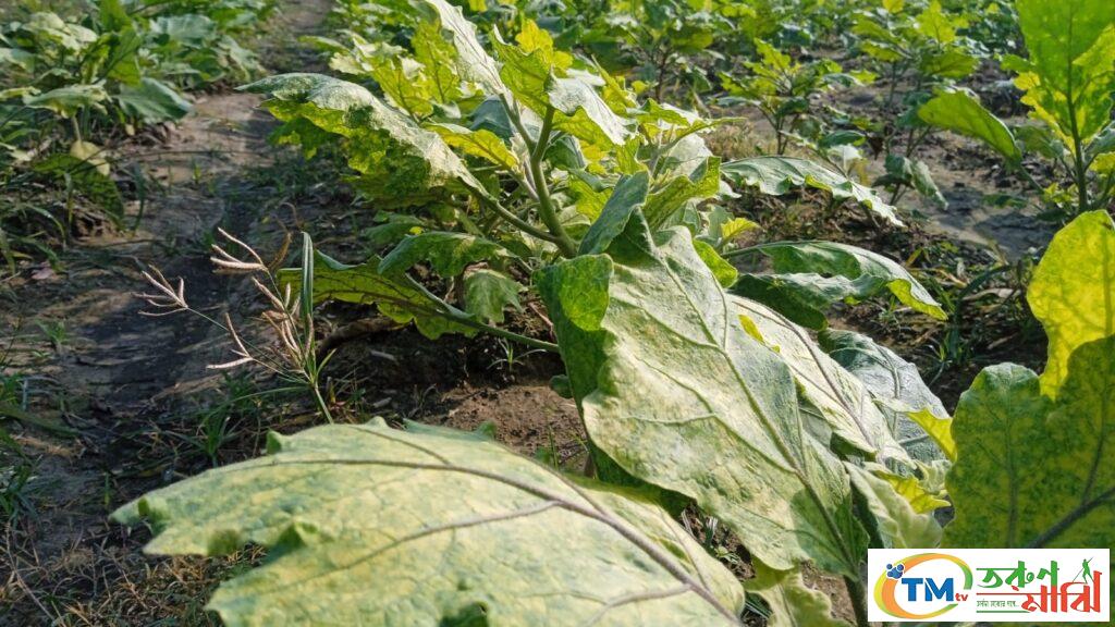 বেগুন গাছের হলুদ ভাইরাসে বিপাকে কৃষক লক্ষ্যমাত্রা উৎপাদনে ব্যহত হতে পারে ।