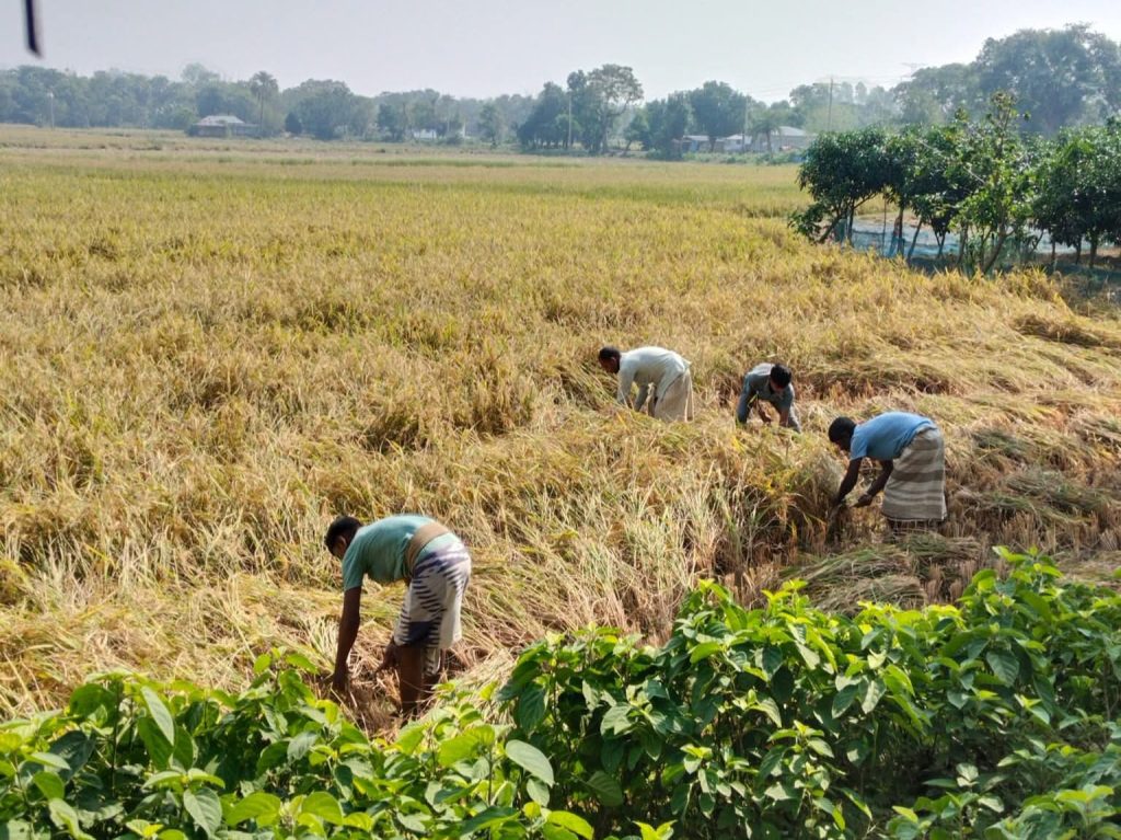 রোপা আমন ধানের বাম্পার ফলন চারঘাটে