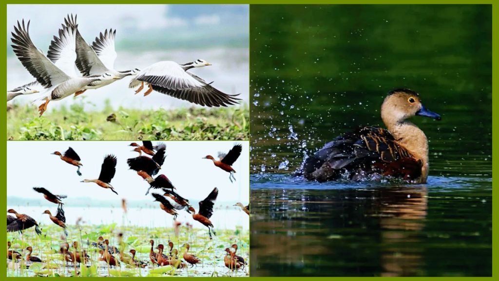 রাজশাহীতে কমেছে অতিথি পাখির আগমনঃ আলোকদূষণ ও আবাসস্থল ধ্বংসই প্রধান কারণ