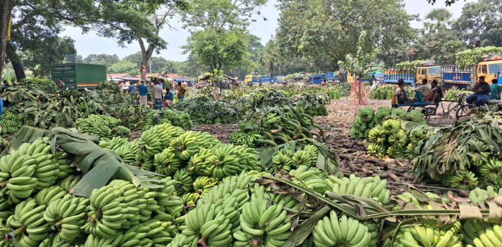 পুঠিয়ার বানেশ্বরে আবর্জনার স্তূপেই কলার হাট: স্বাস্থ্যঝুঁকিতে শ্রমিক !!