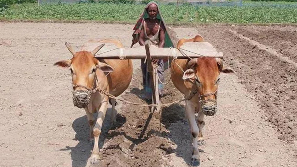 আধুনিক কৃষির চাপে হারিয়ে যাচ্ছে লাঙল-জোয়ালের চাষাবাদ