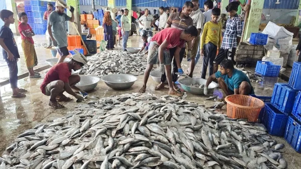 জাটকা রক্ষায় সাগর-নদীতে ৮ মাস মাছ ধরায় নিষেধাজ্ঞা জাটকা রক্ষায় সাগর-নদীতে ৮ মাস মাছ ধরায় নিষেধাজ্ঞা