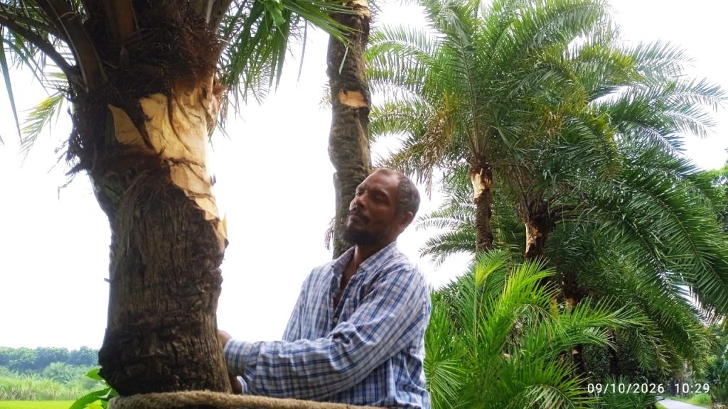 পুঠিয়ায় খেজুর রস সংগ্রহের প্রস্তুতিতে ব্যস্ত গাছিরা